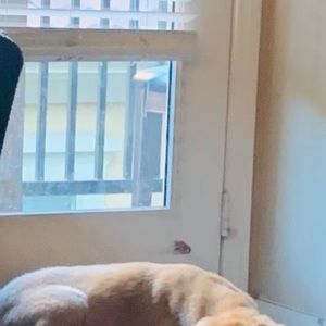 Meet your Posher, Joyce